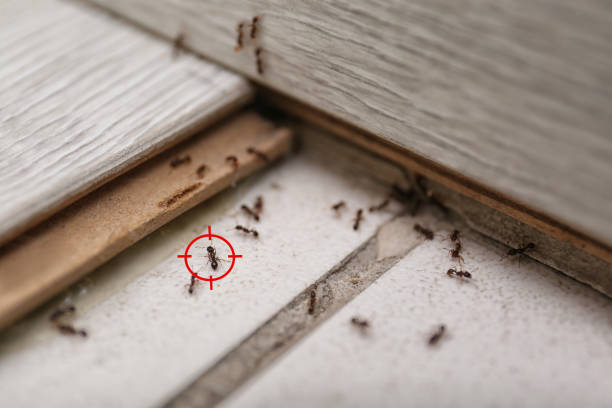 Pest Prevention Services in Greenlawn, NY
