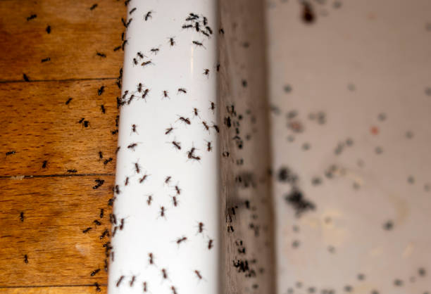 Best Termite Control Services  in Greenlawn, NY